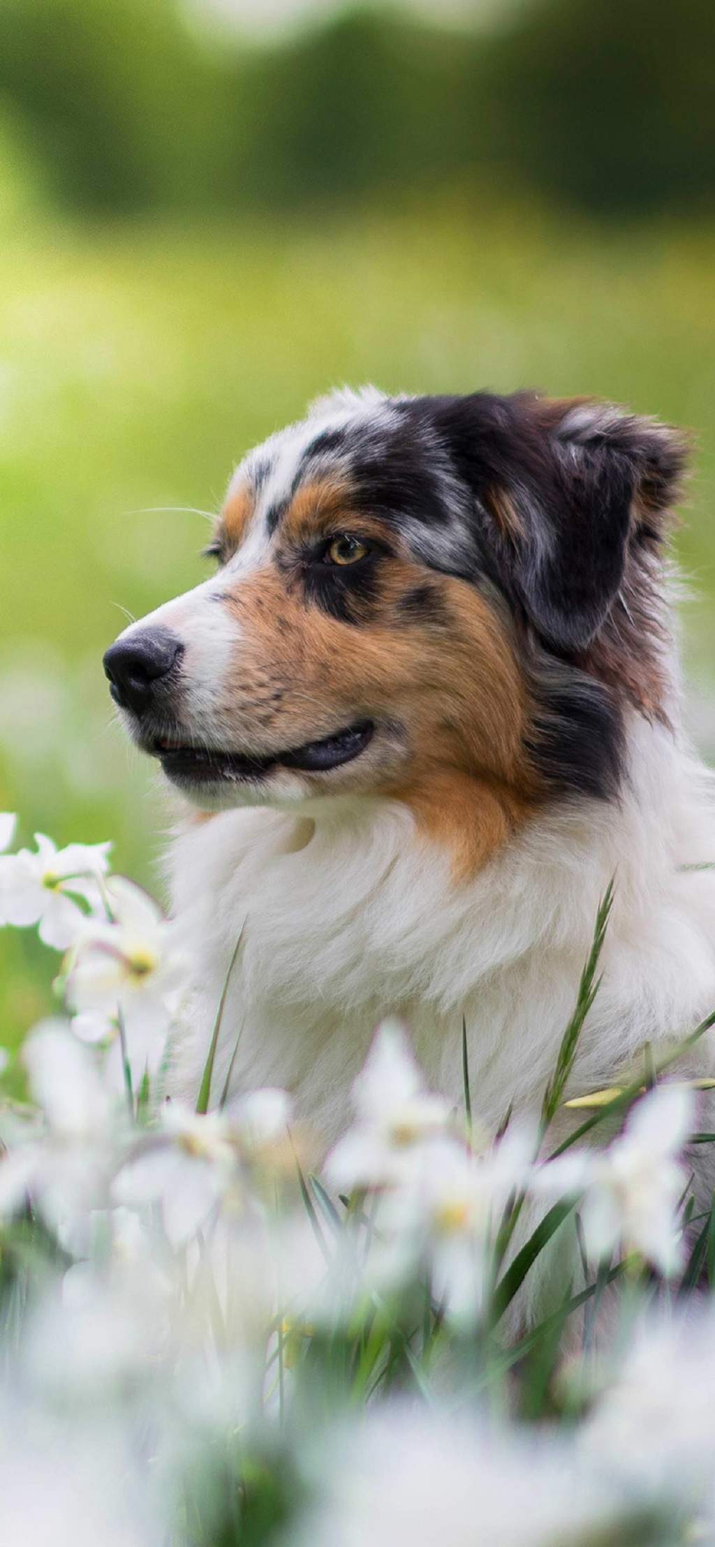 高清蝴蝶犬图片之可爱的小狗十二生肖狗图片图片