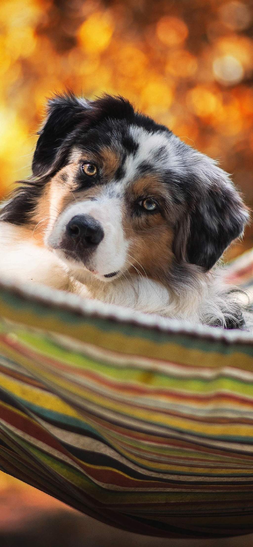 高清蝴蝶犬图片之可爱的小狗十二生肖狗图片图片