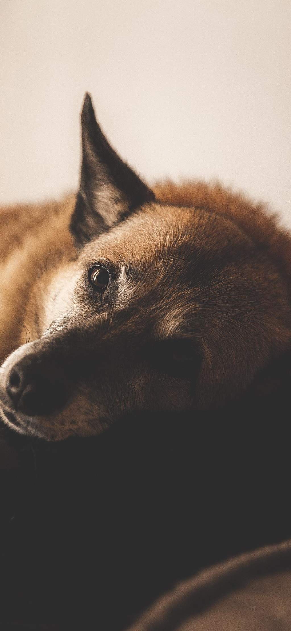 高清蝴蝶犬图片之可爱的小狗十二生肖狗图片图片