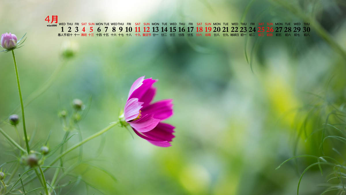 唯美清新绿色植物花卉高清摄影素材图片欣赏图片