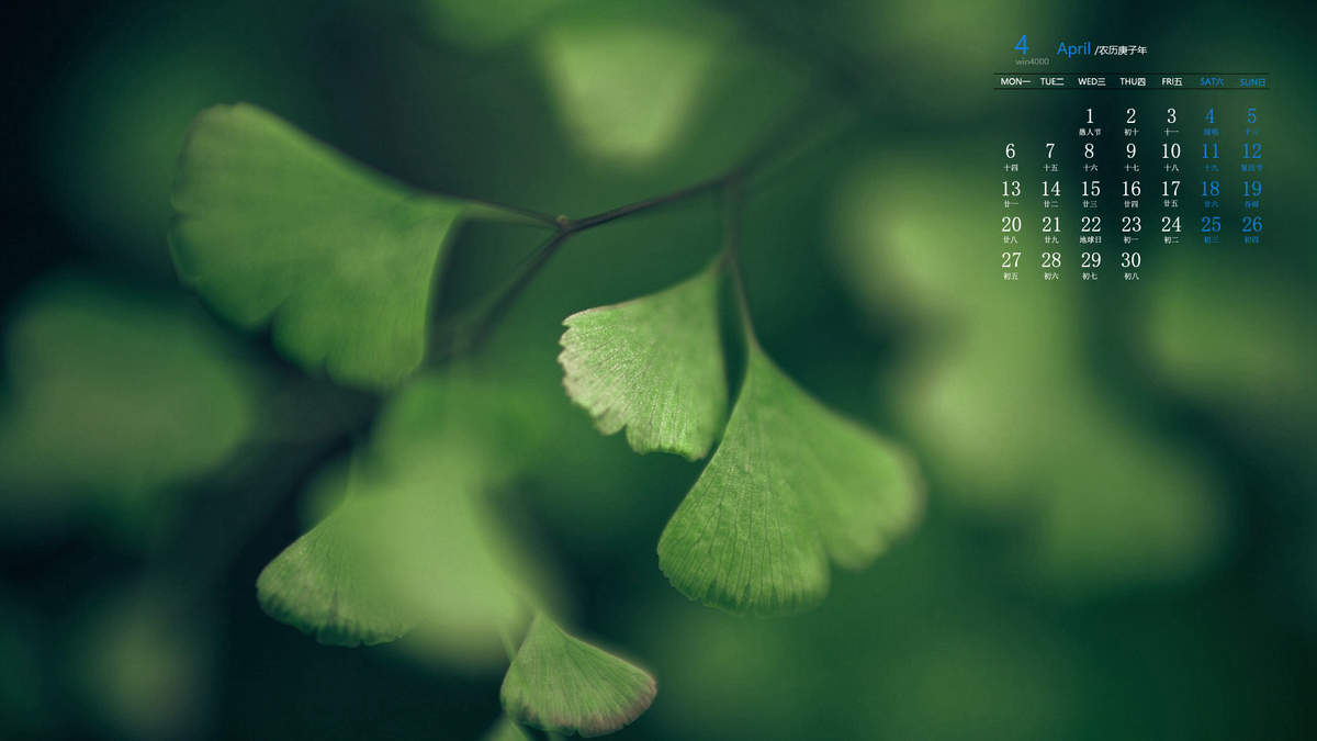 唯美清新绿色植物花卉高清摄影素材图片欣赏图片