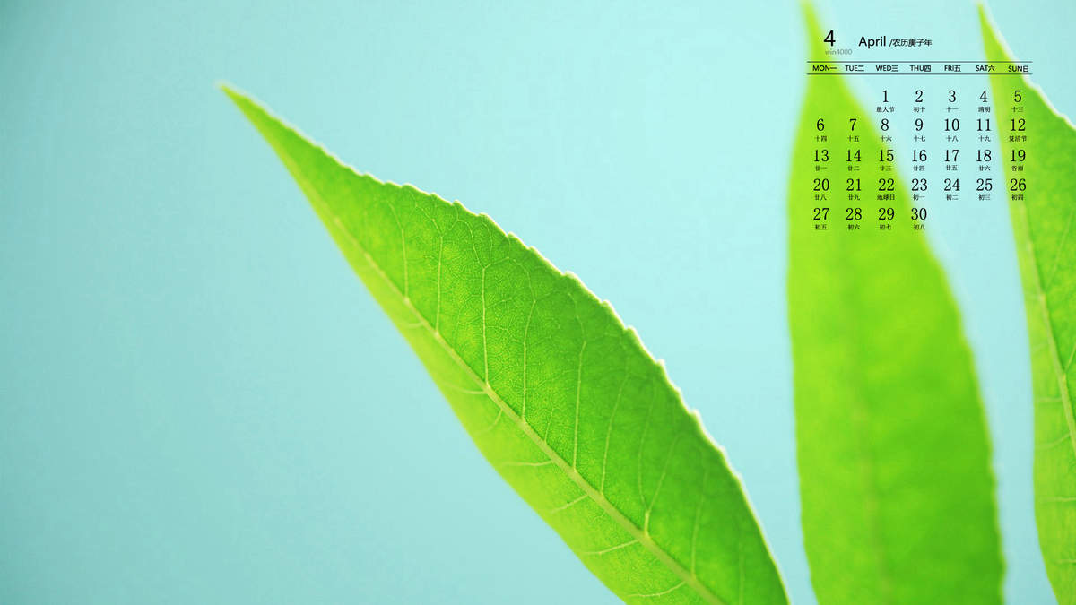 唯美清新绿色植物花卉高清摄影素材图片欣赏图片
