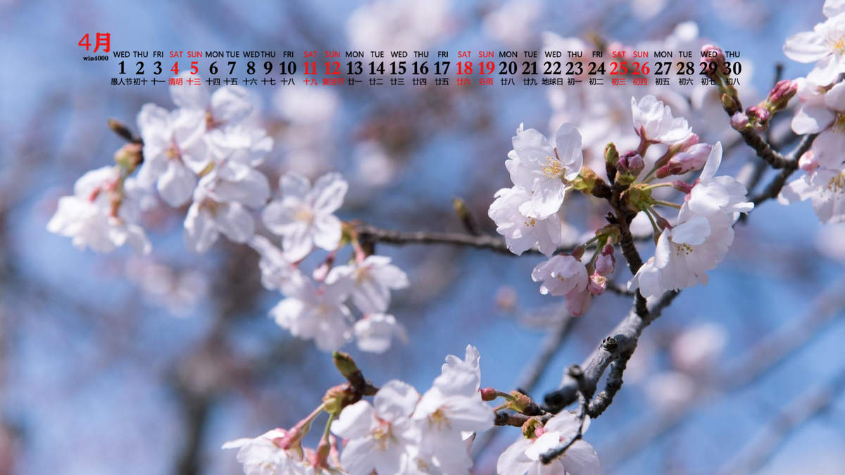 2020年4月春日樱花美景日历壁纸图片