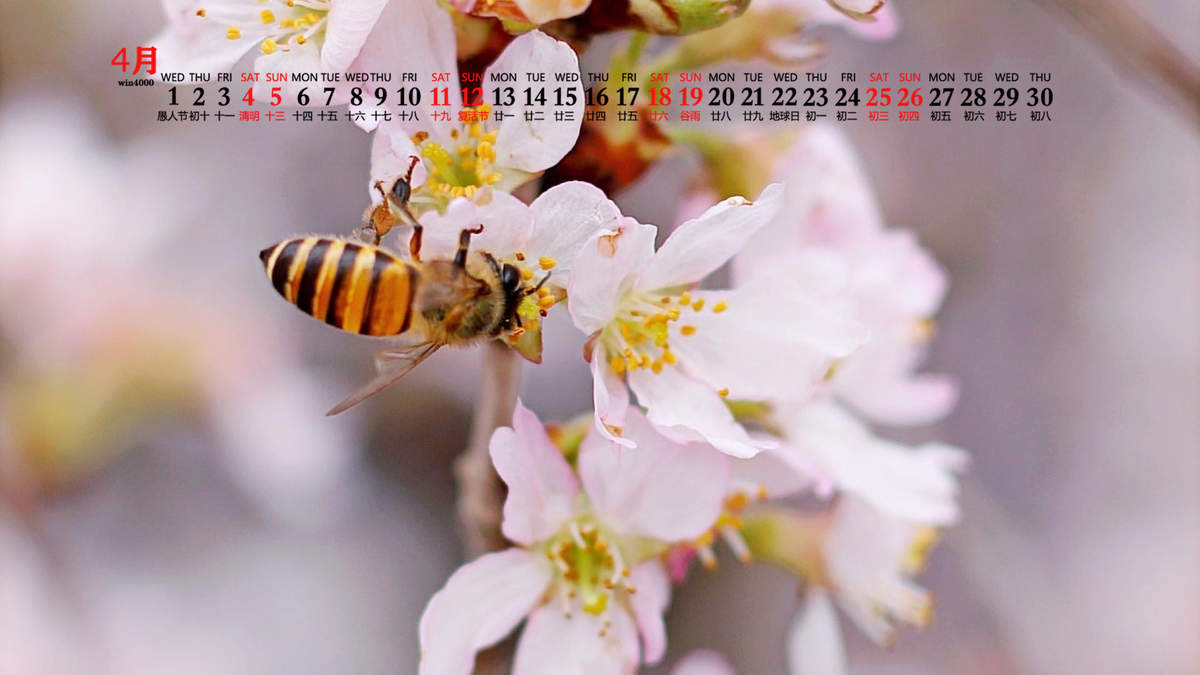 樱花图片图片
