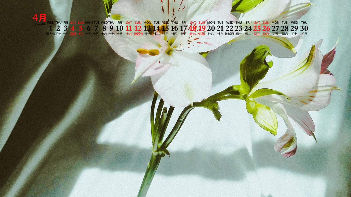 樱花图片图片
