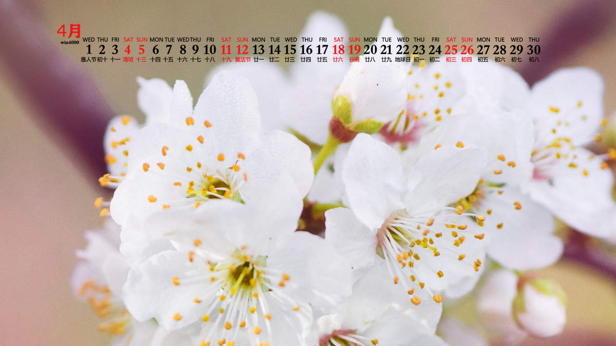 樱花图片图片