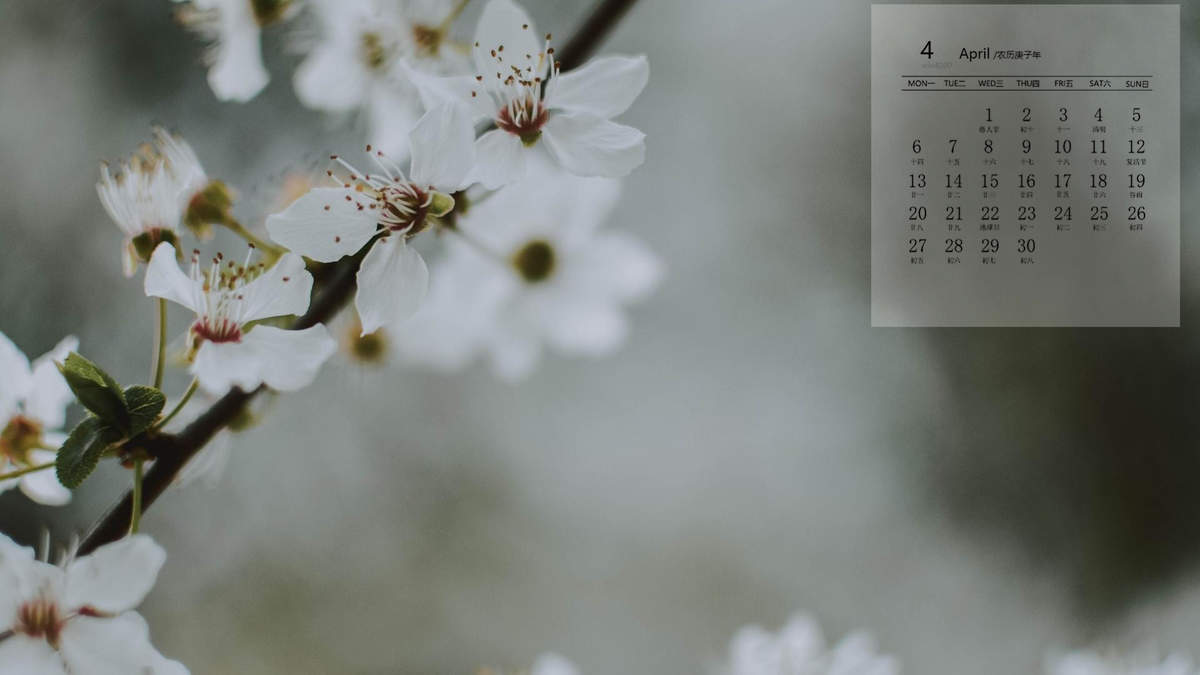 2017年6月唯美樱花摄影高清日历壁纸图片