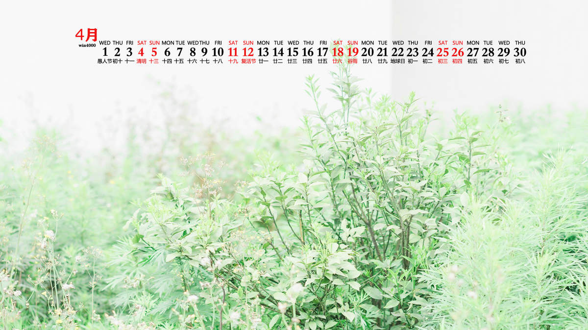 唯美清新绿色植物花卉高清摄影素材图片欣赏图片