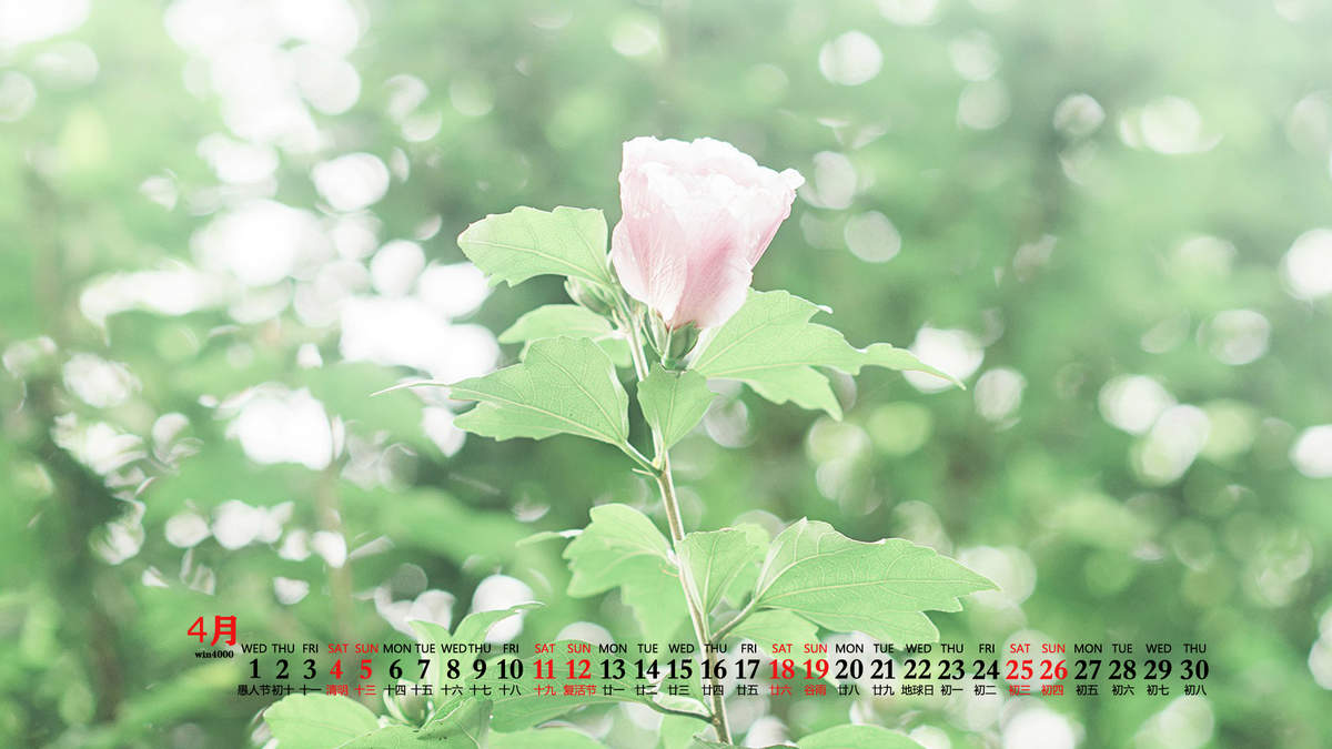 绿色植物图片