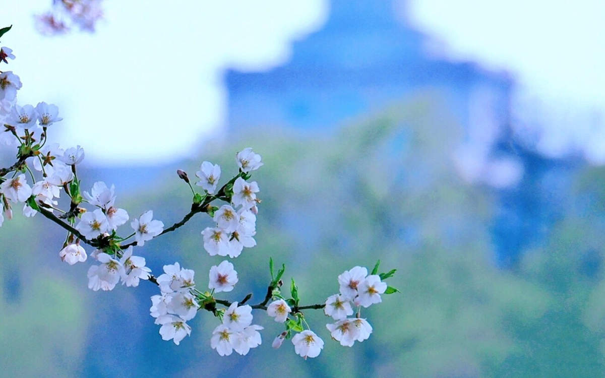 樱花图片图片