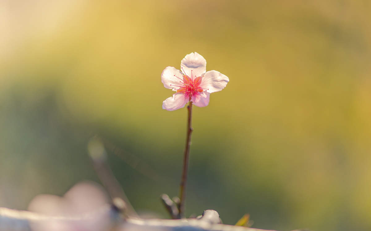 张静初清新淡雅写真图片图片