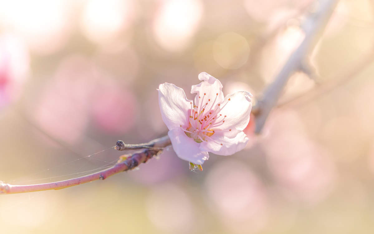 孟子义清新淡雅写真图片图片