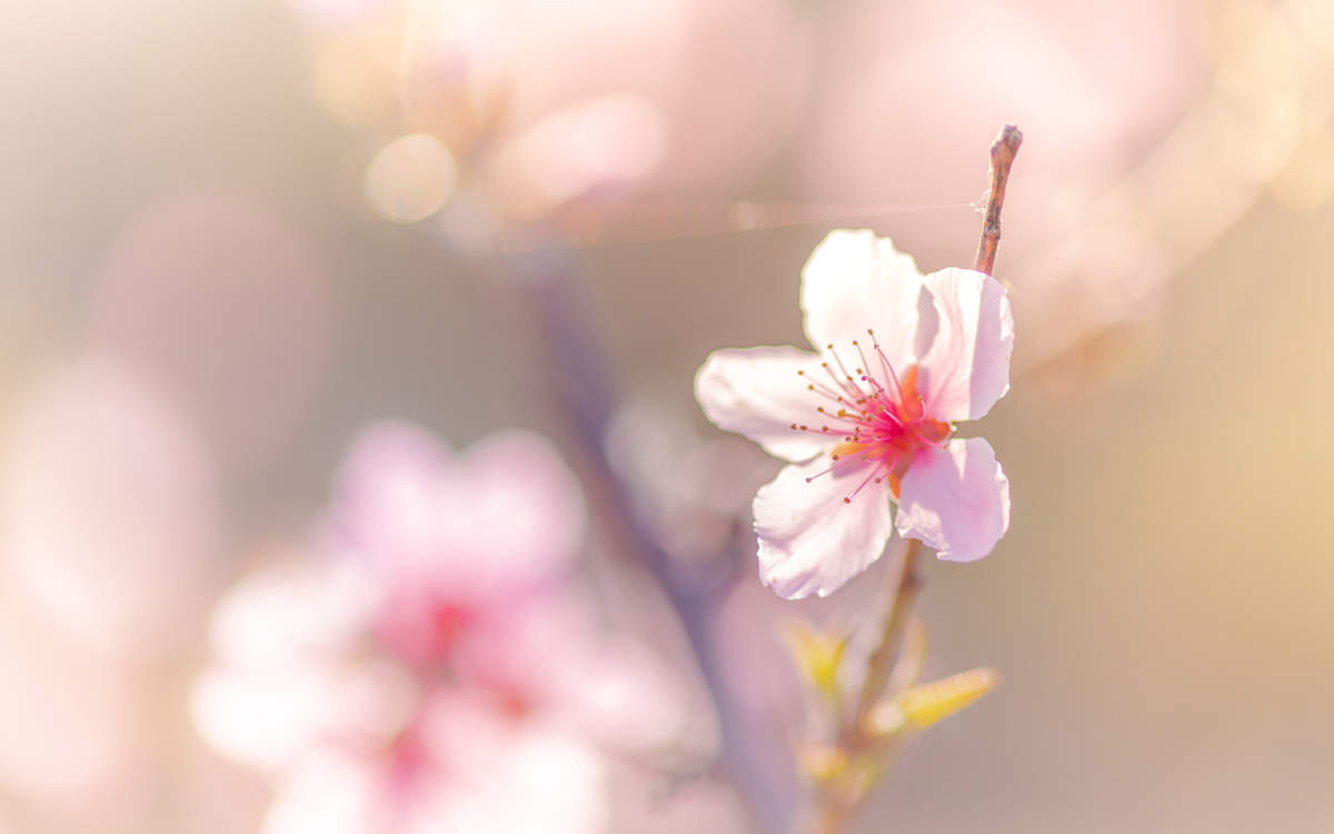 孟子义清新淡雅写真图片图片