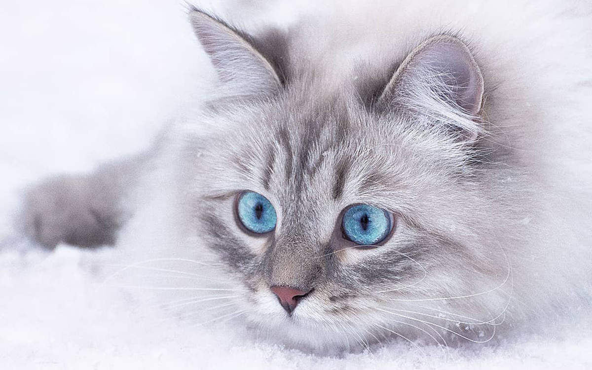 微博漫画家郭斯特的猫可爱动物写真图片图片