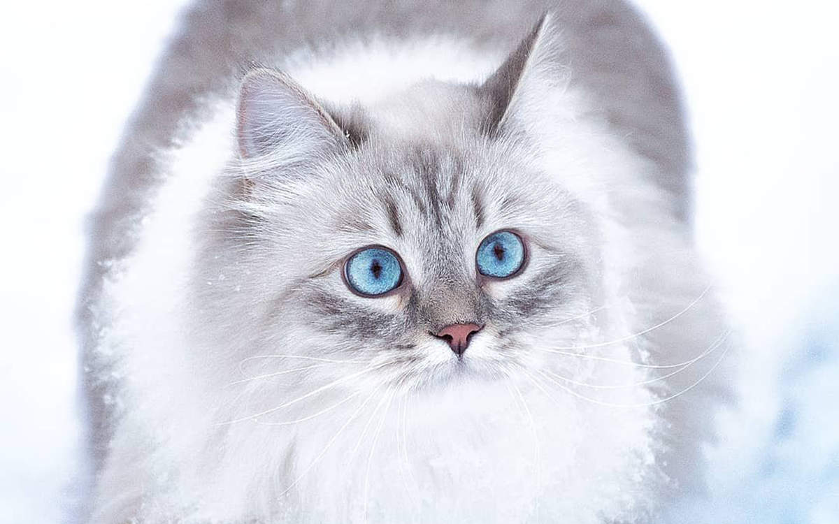 微博漫画家郭斯特的猫可爱动物写真图片图片