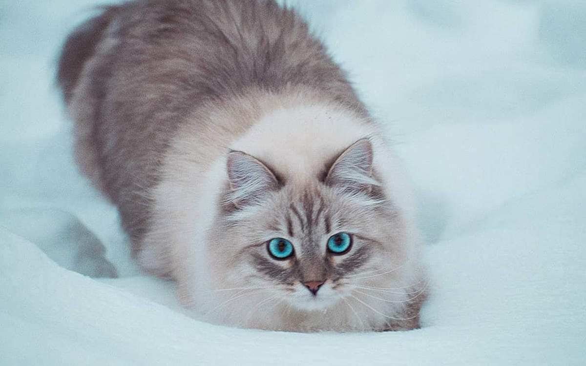 可爱软萌猫咪桌面壁纸图片