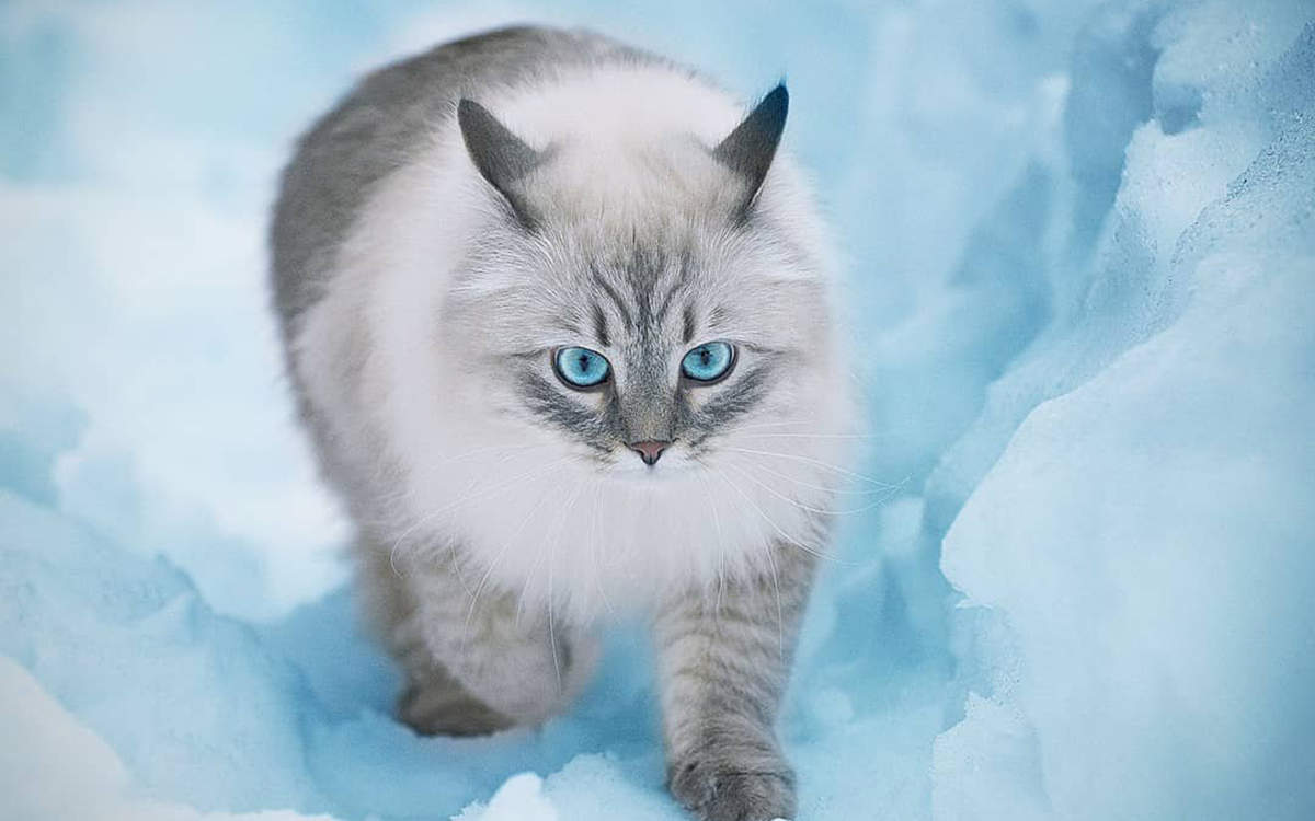 微博漫画家郭斯特的猫可爱动物写真图片图片