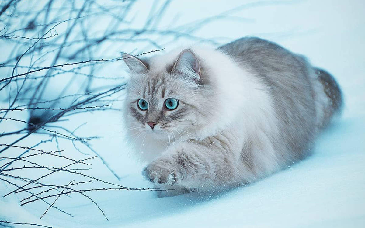 微博漫画家郭斯特的猫可爱动物写真图片图片