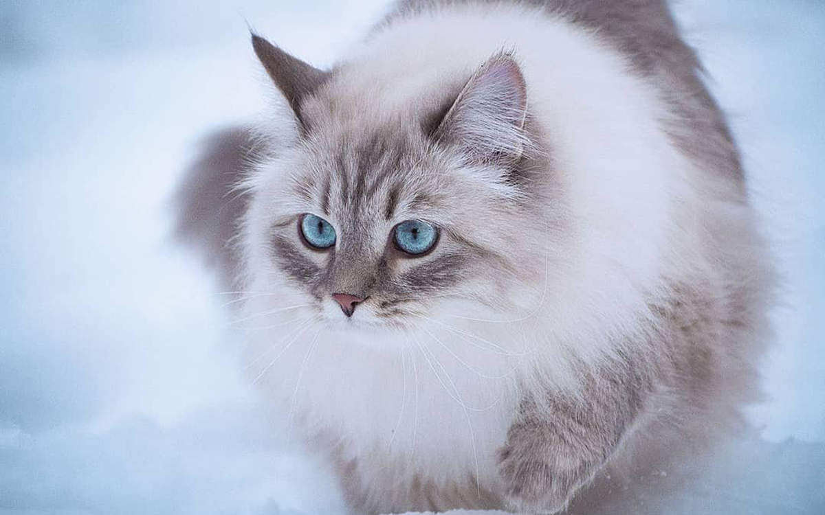 微博漫画家郭斯特的猫可爱动物写真图片图片