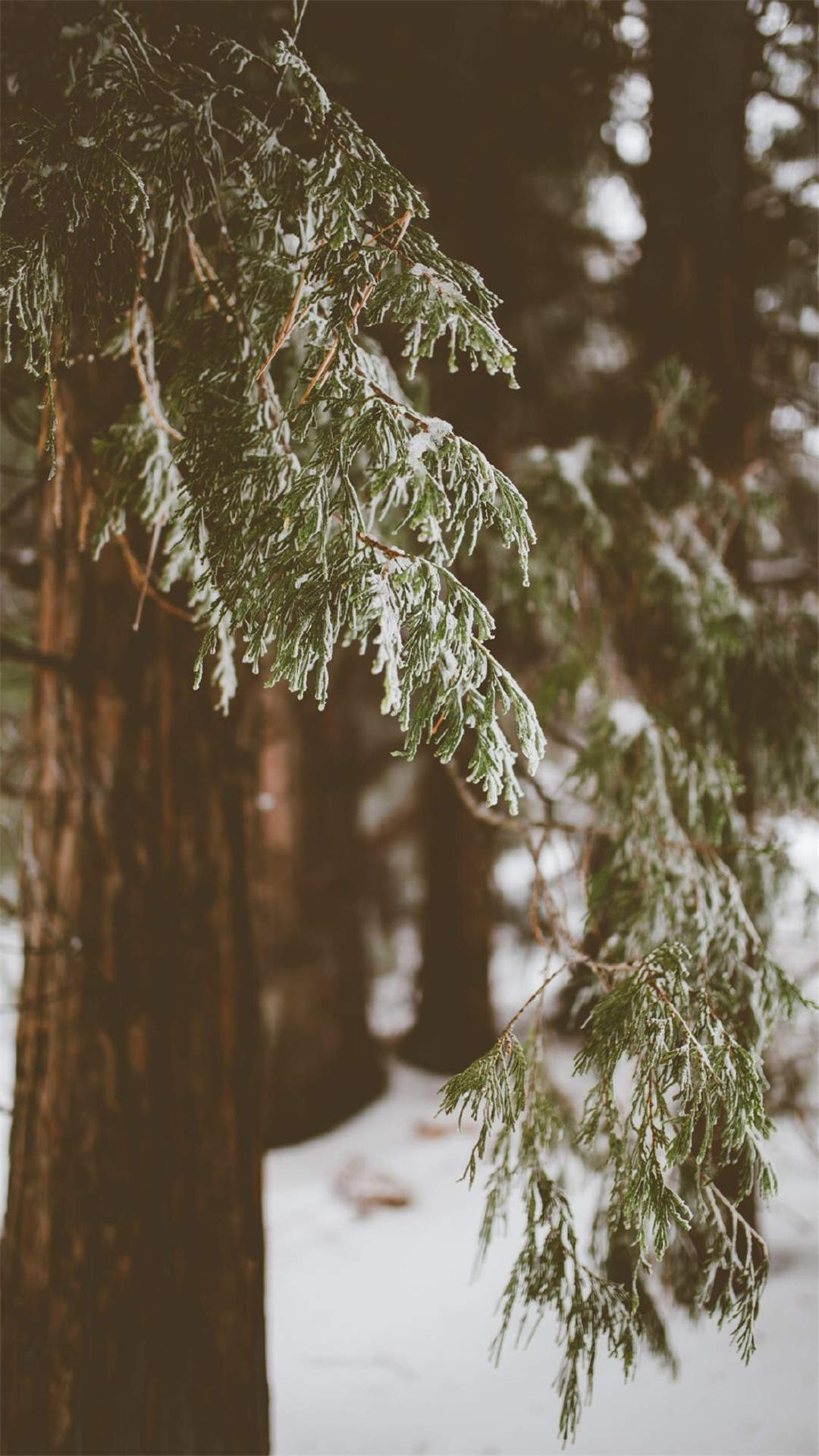 郑秀妍日本函馆冬日雪景唯美写真图片图片