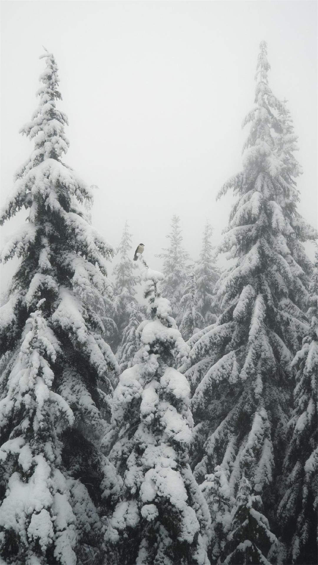郑秀妍日本函馆冬日雪景唯美写真图片图片