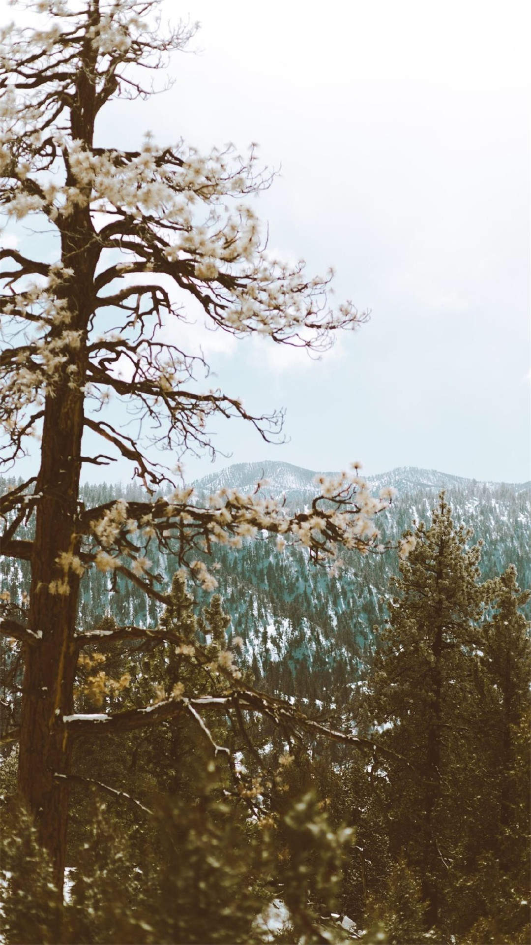 素雅古装美女冬日雪景唯美写真图片图片