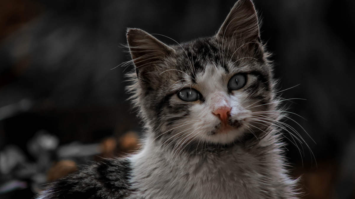 宠物搞笑图片：和植物一起生长的可爱猫咪图片图片