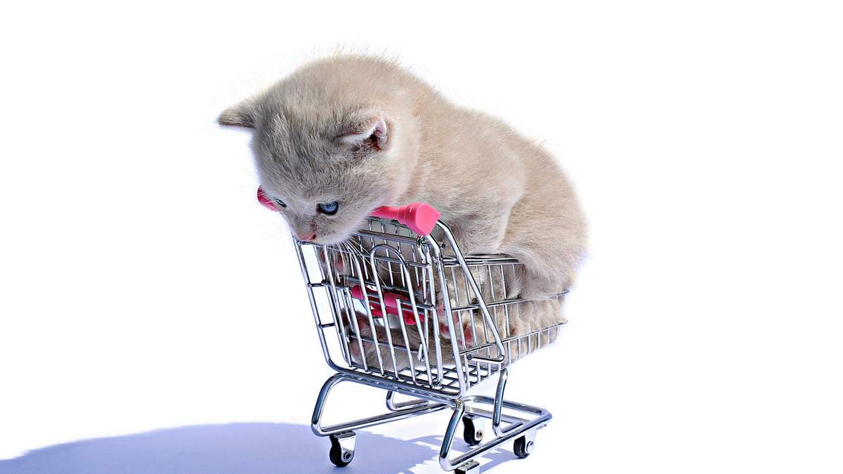 软萌可爱的猫咪桌面壁纸图片