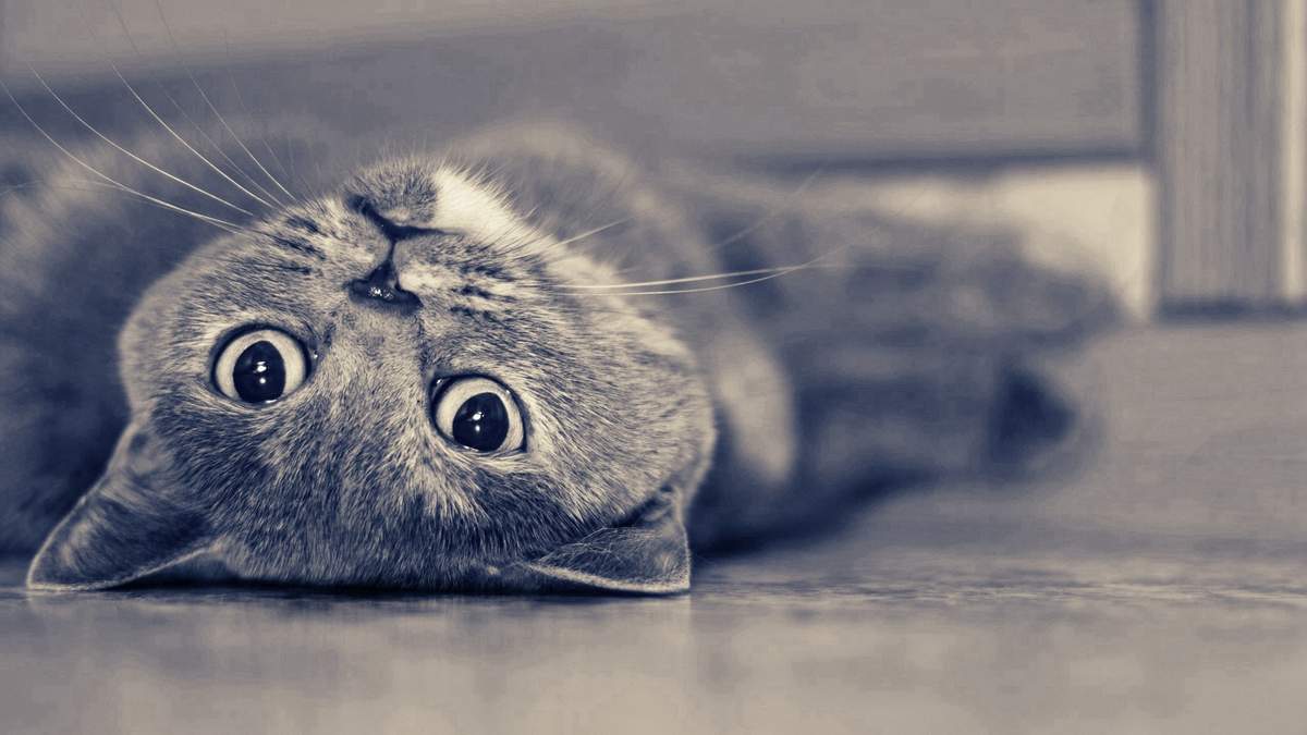 软萌可爱的猫咪桌面壁纸图片