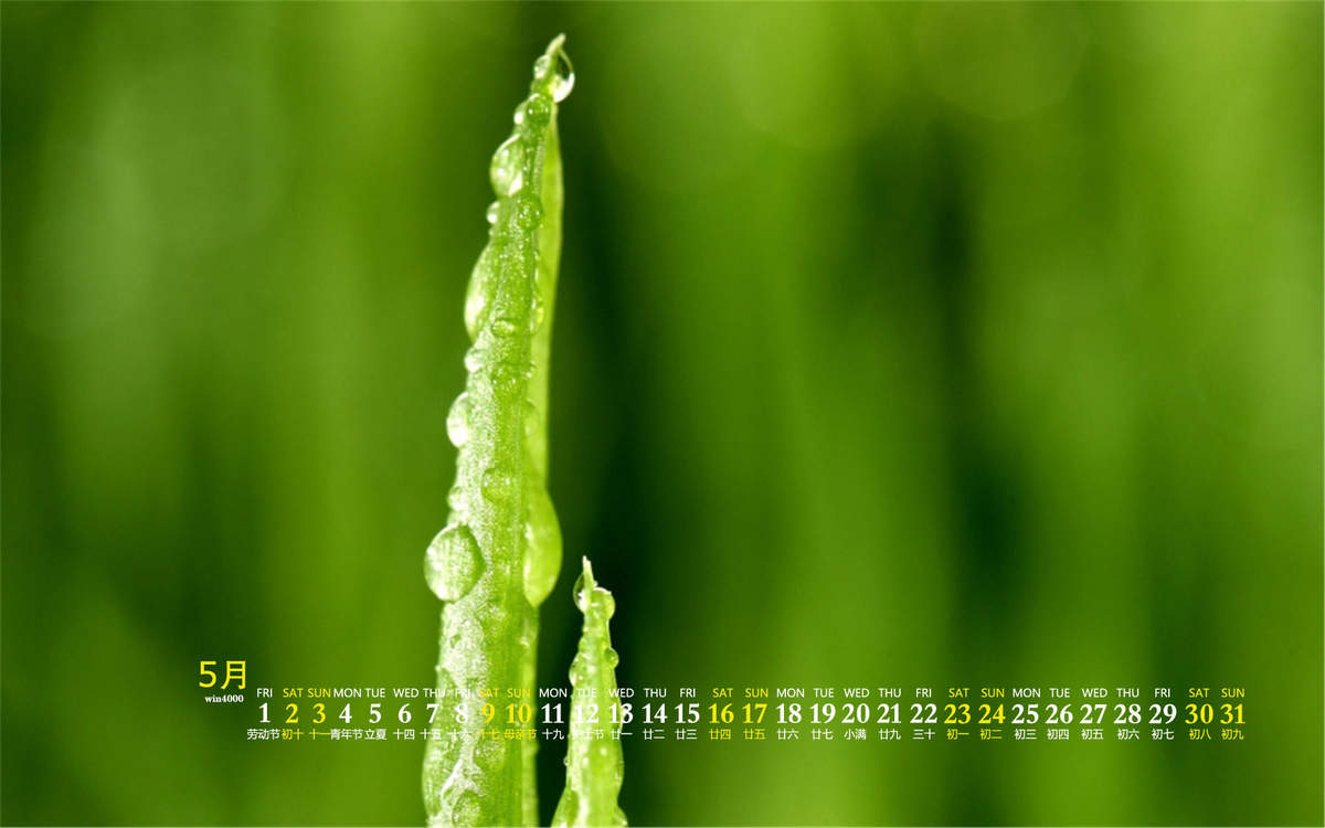 嫩芽图片
