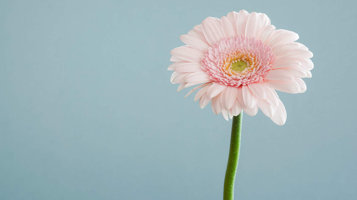 菊花图片