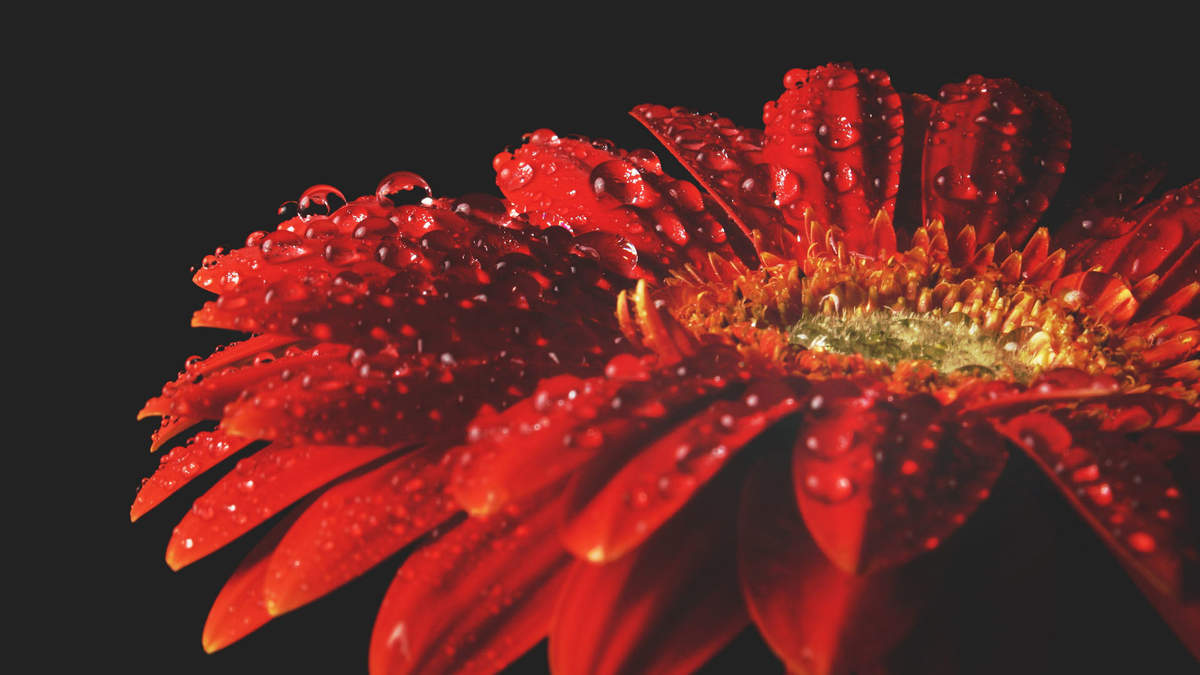 菊花图片