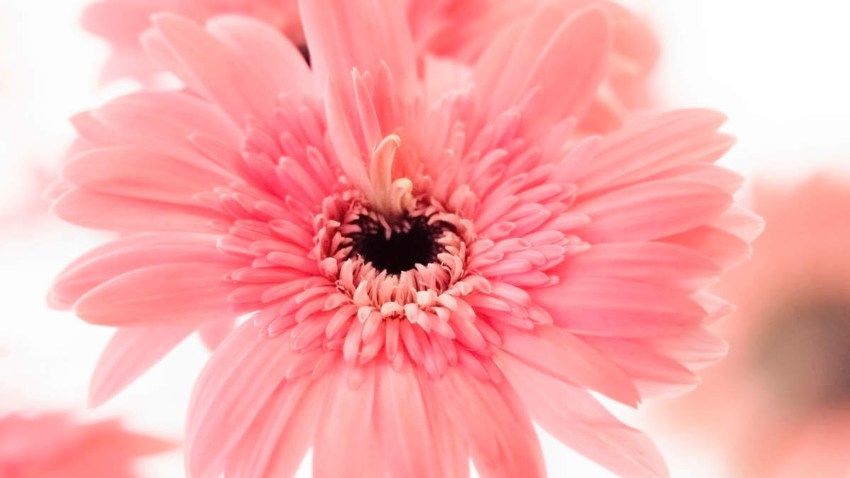 菊花图片