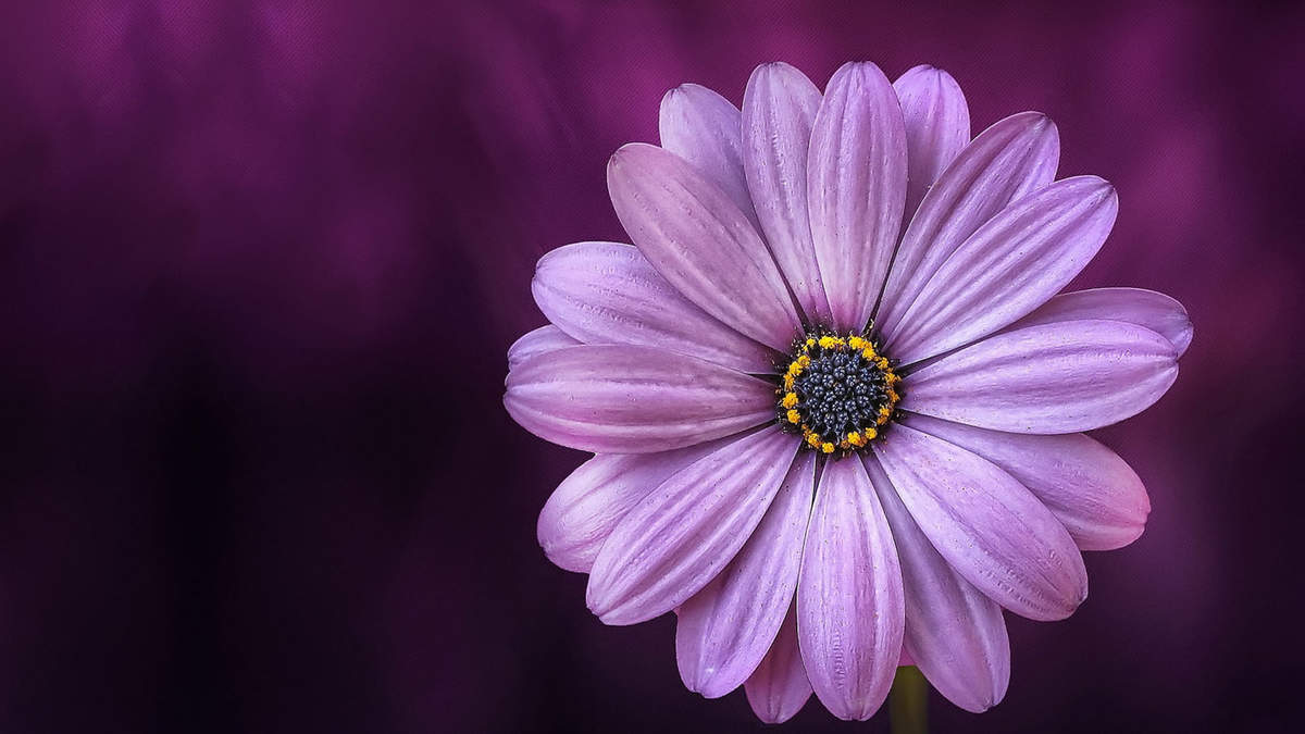 菊花图片