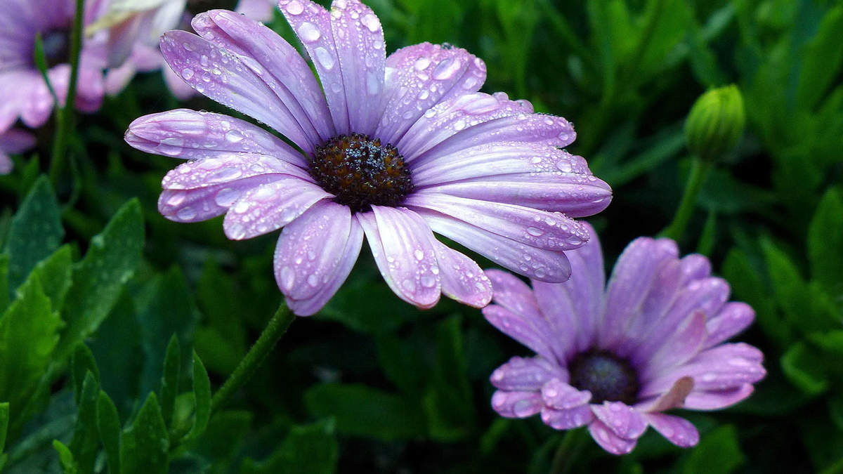 菊花图片