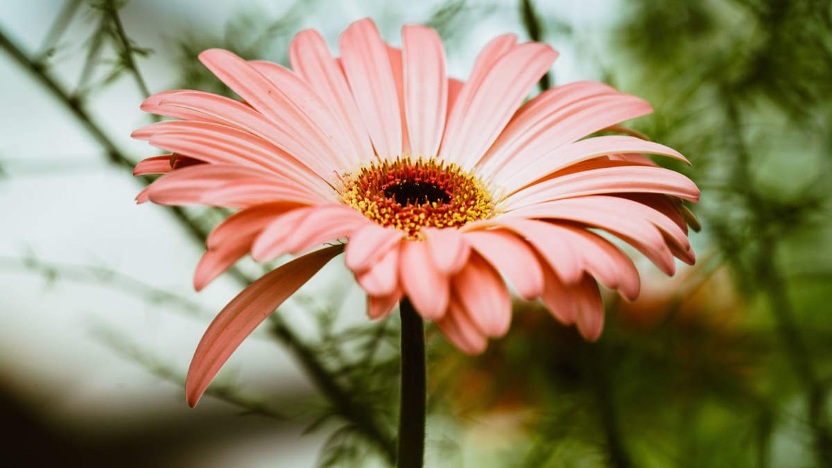 菊花图片