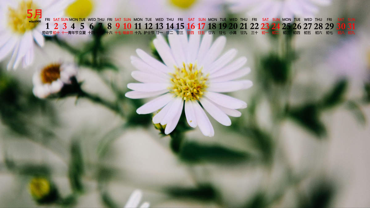 菊花图片