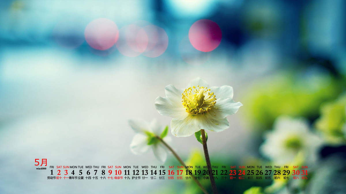 唯美清新绿色植物花卉高清摄影素材图片欣赏图片