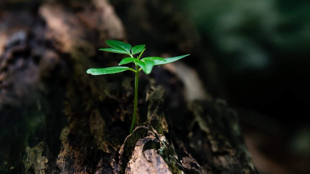 清新素雅的桂花图片桌面壁纸图片