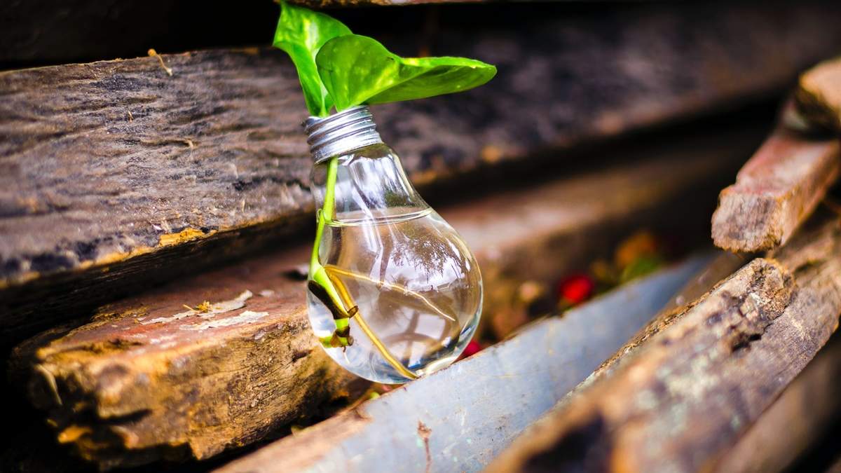 清新素雅的桂花图片桌面壁纸图片