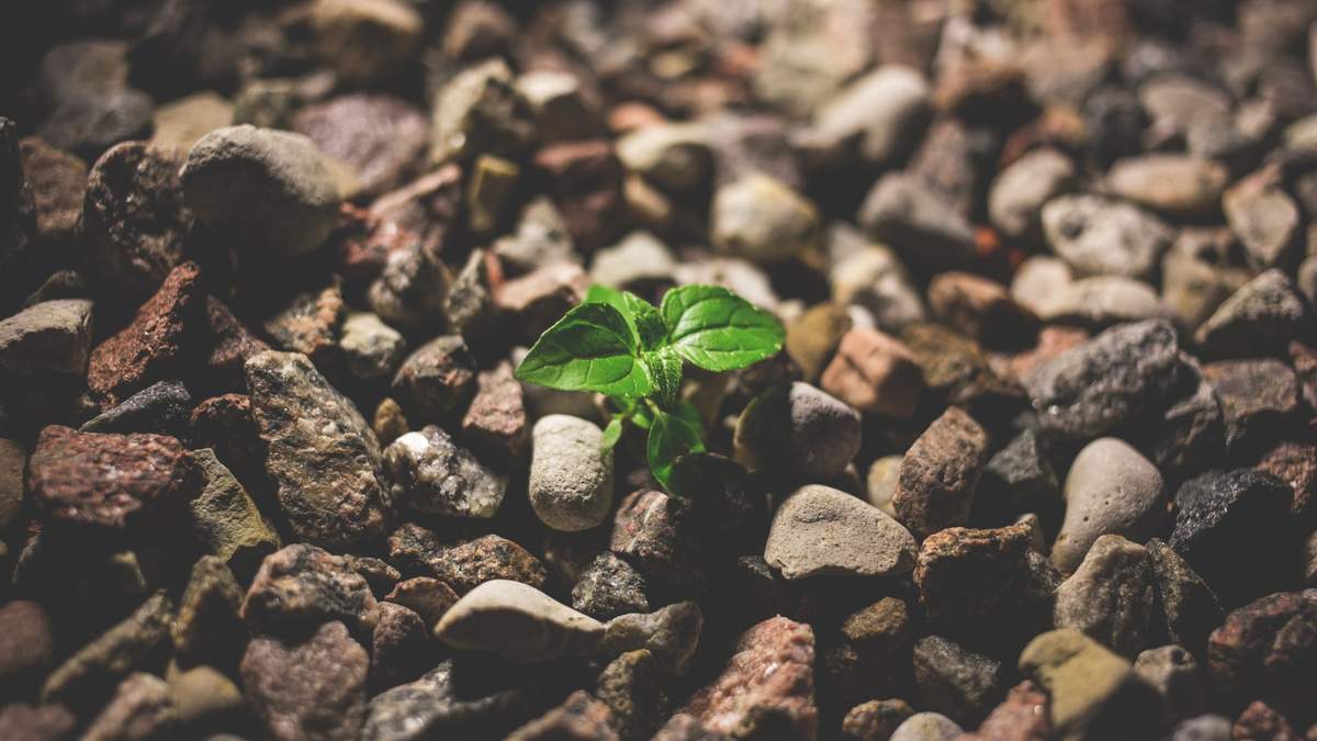 唯美紫色牵牛花图片电脑壁纸图片