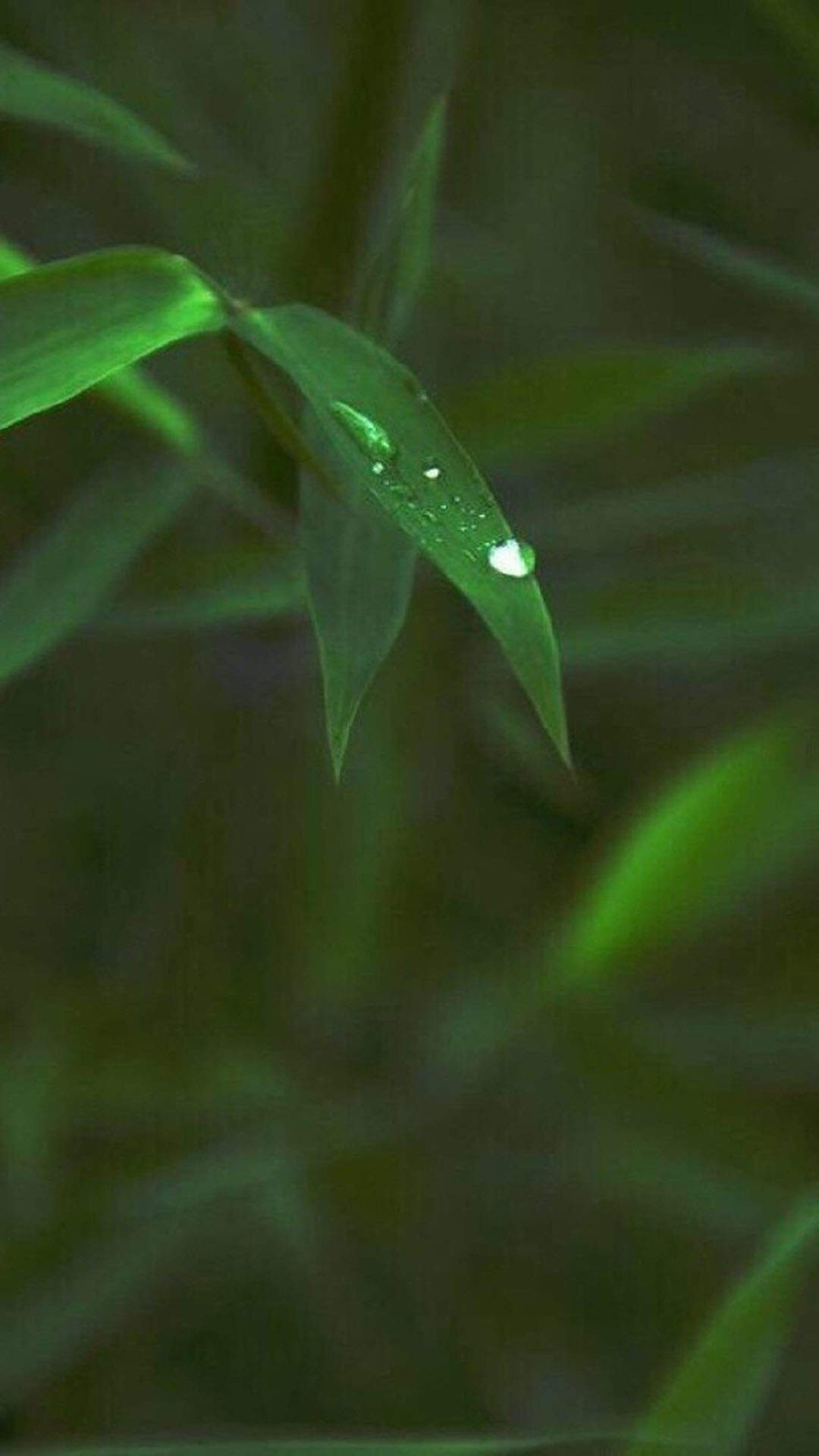 绿色清新护眼的圣诞节可爱卡通图片高清手机壁纸下载图片