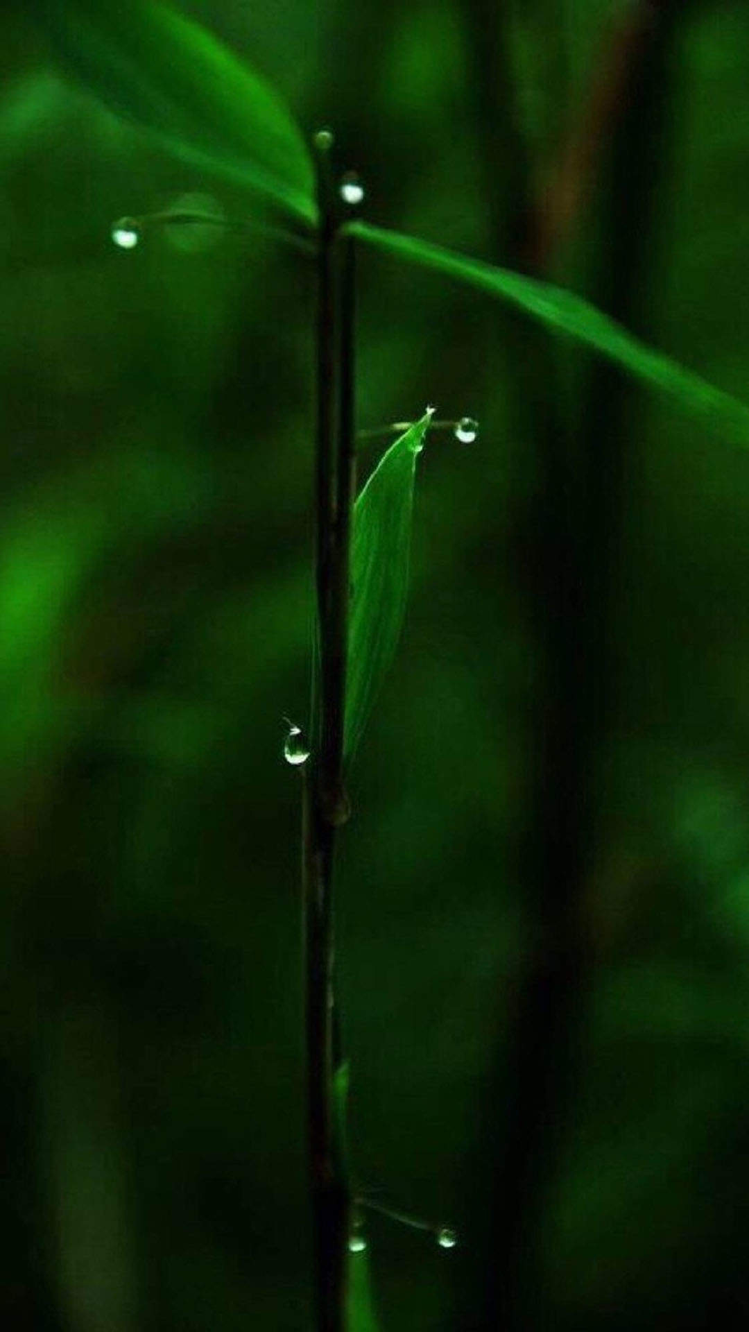 绿色清新护眼的圣诞节可爱卡通图片高清手机壁纸下载图片