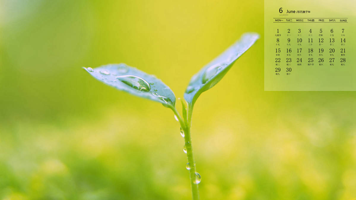 唯美清新绿色植物花卉高清摄影素材图片欣赏图片