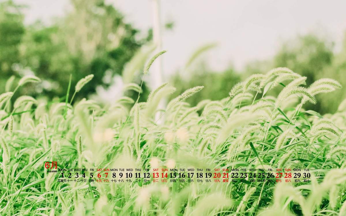 唯美清新绿色植物花卉高清摄影素材图片欣赏图片