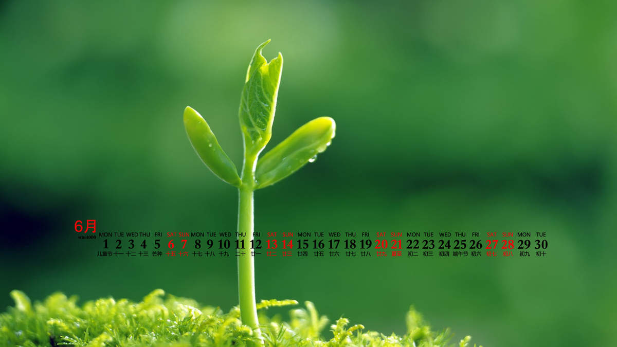 唯美清新绿色植物花卉高清摄影素材图片欣赏图片
