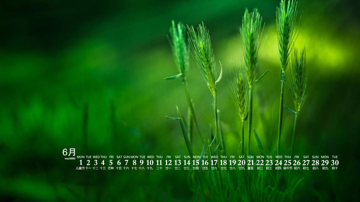 唯美清新绿色植物花卉高清摄影素材图片欣赏图片