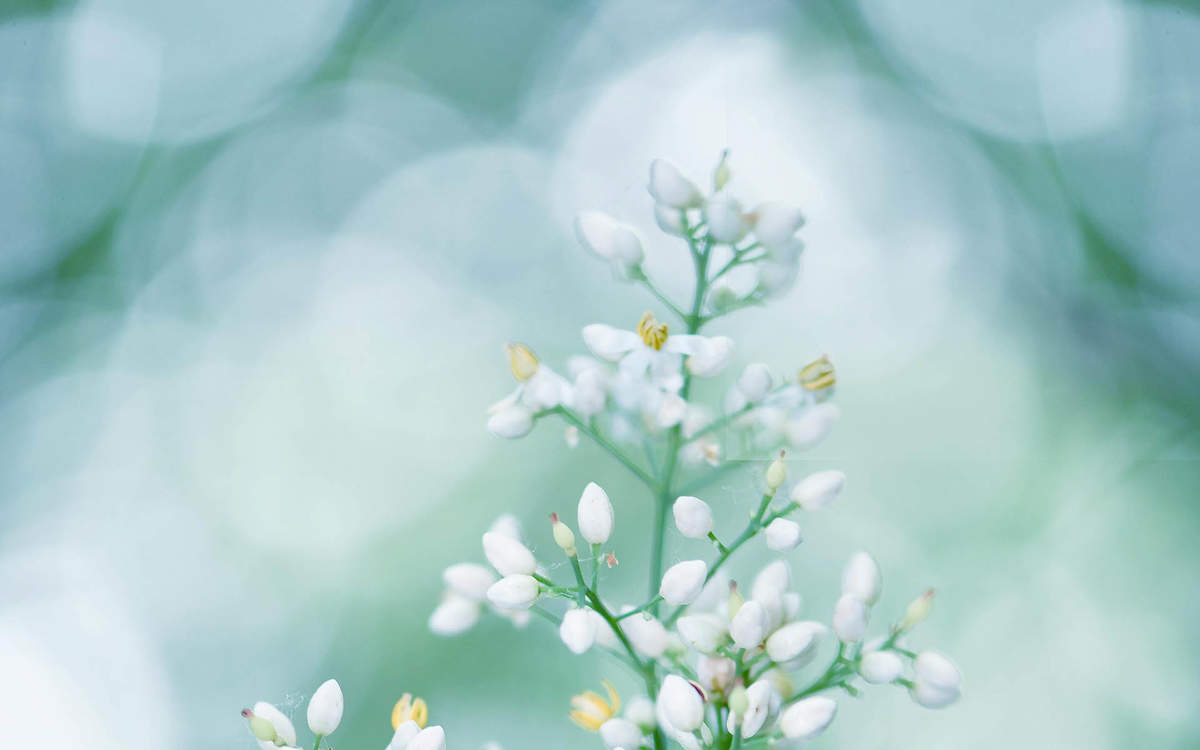 张静初清新淡雅写真图片图片
