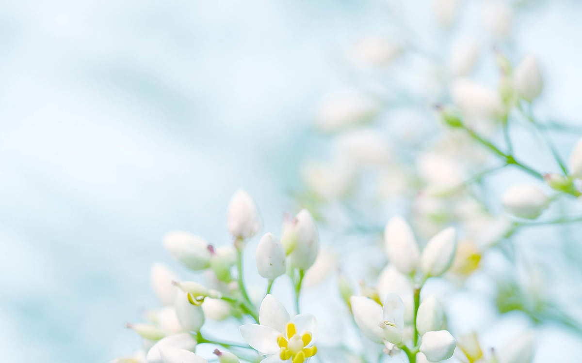 张静初清新淡雅写真图片图片