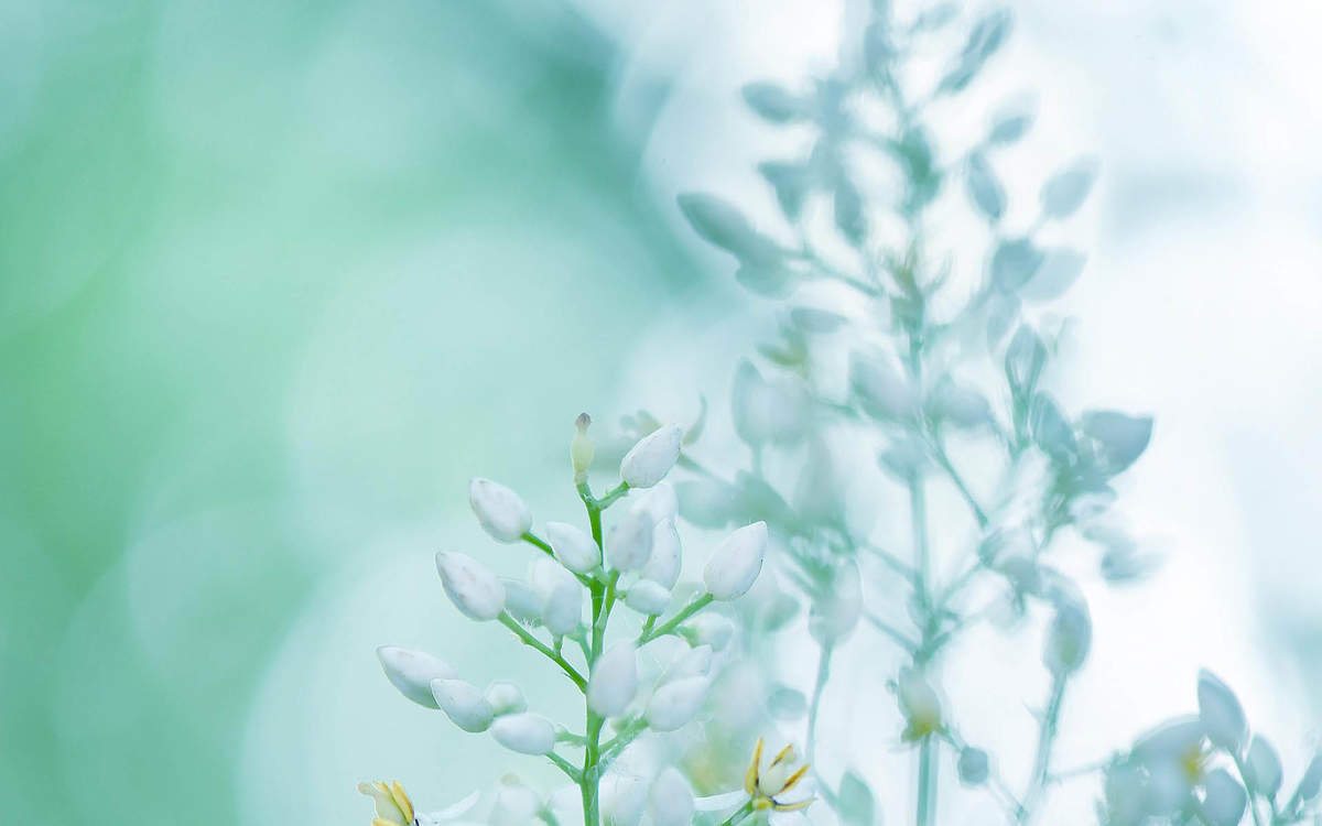 张静初清新淡雅写真图片图片